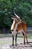 Letwe Antilope