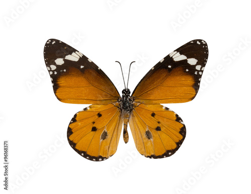 common tiger butterfly , Danaus Genutia , monarch butterfly isol © pkproject