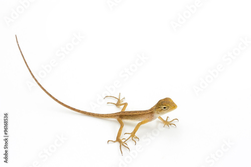 Asia chameleon on white background.