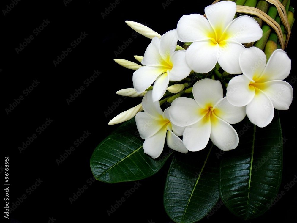 Special white flower in spa Special white flower in spa