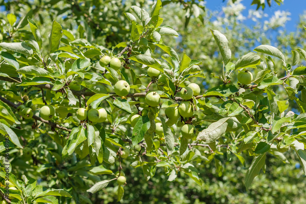 Little green apples on the tree in the  garden. Household plot. Dacha.