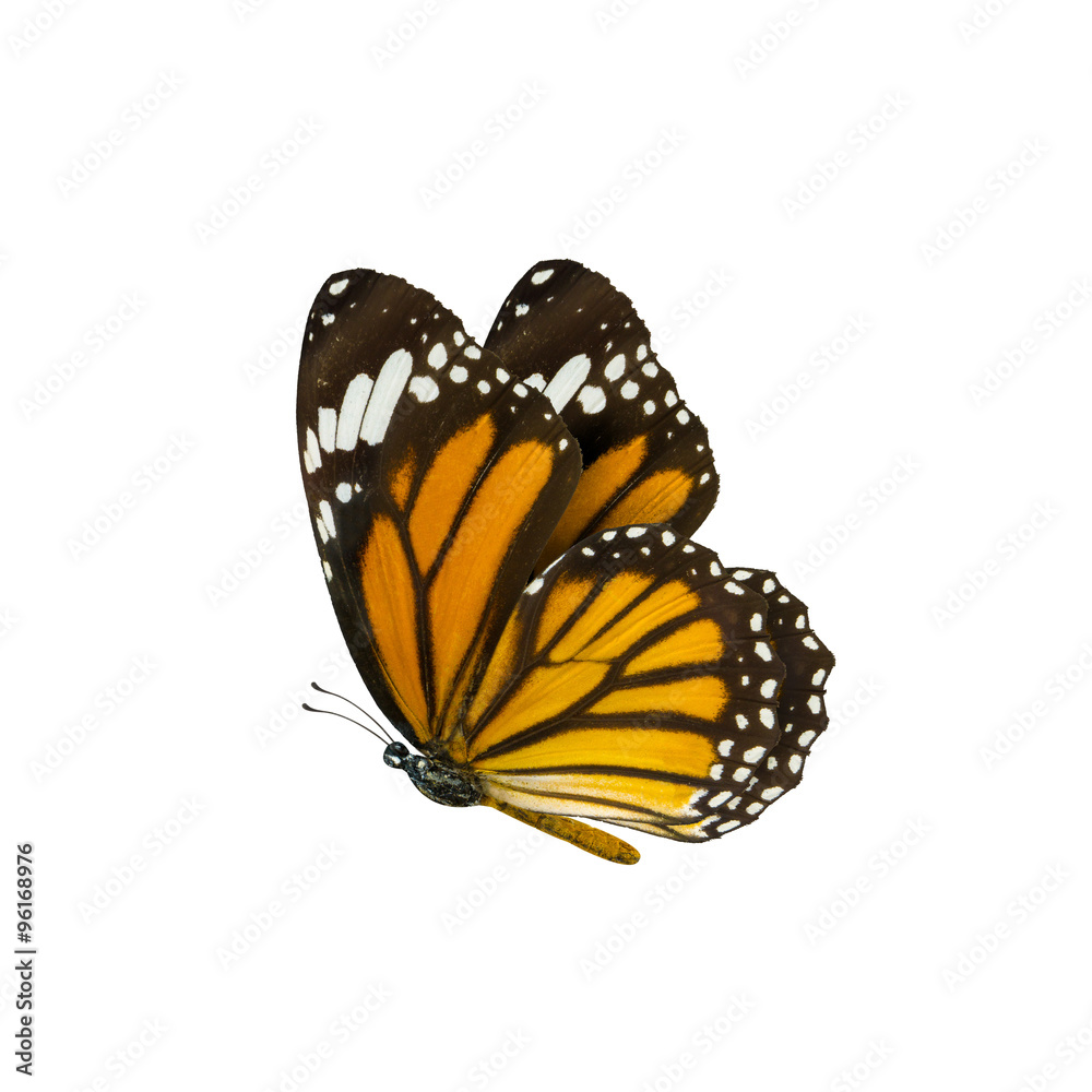 Fototapeta premium pospolity motyl tygrysi, Danaus Genutia, motyl monarcha izol