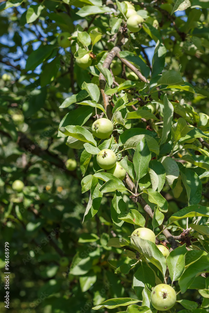 Little green apples on the tree in the garden. Household plot. Dacha. Little green apples on the tree in the garden. Household plot. Dacha.