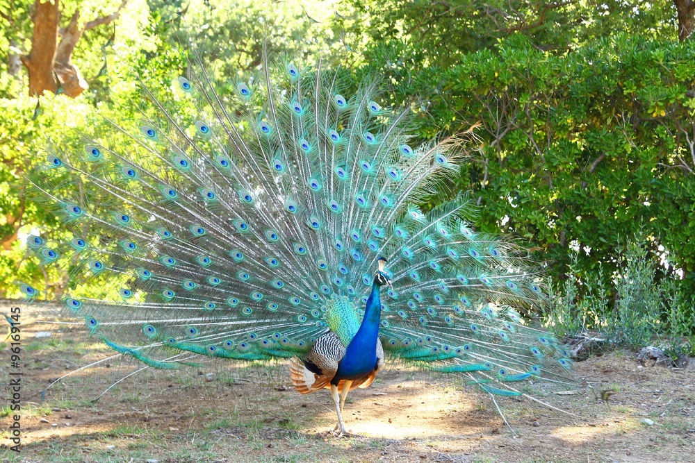 Obraz premium Peacock 