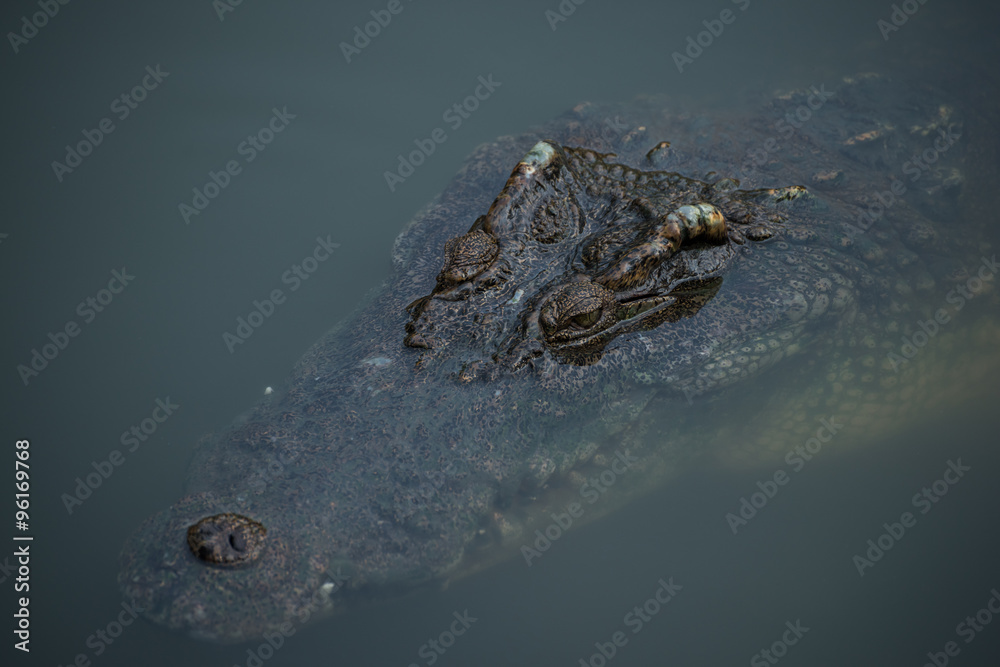 Obraz premium crocodile