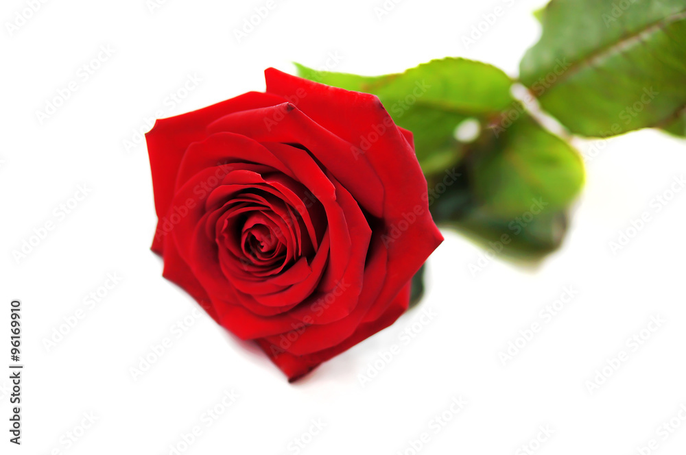 Natural red rose isolated on white background. Natural red rose isolated on white background.