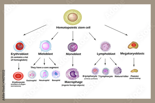 Stem cell. The development of red blood cells, leukocytes, macrophages, lymphocytes  and platelets. Infographics. 