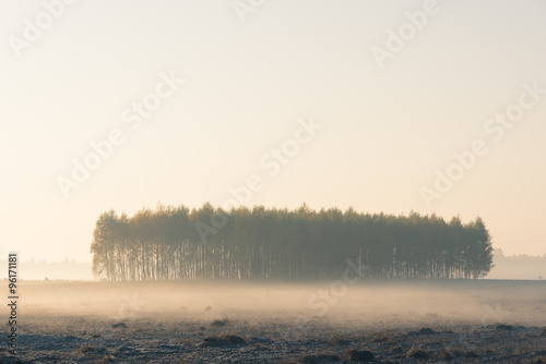 Group of trees in the middle of a meadow in a misty morning