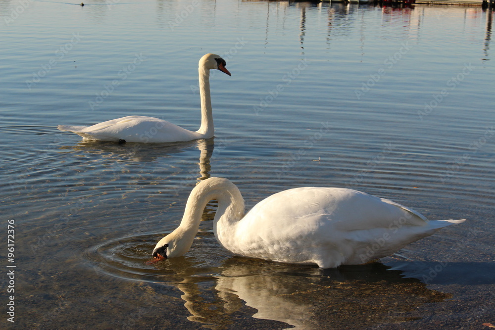 Fototapeta premium Two swans at sundown on Constance Lake (Bodensee), taken from the coast of Hard in Vorarlberg, Austria.