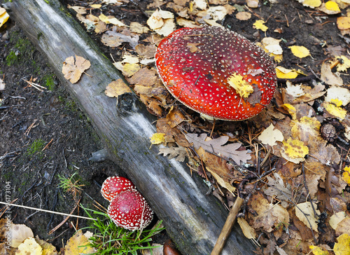 Amanita muscaria en el Abedular de Canencia. Madrid photo