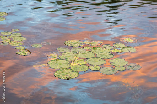 Lily Pads at Sunset © Brian Lasenby