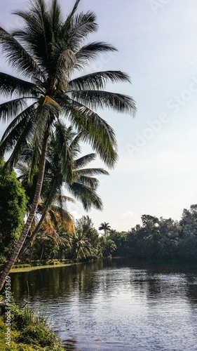 Palm trees over still water