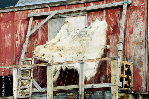 Polar Bear Skin - Ittoqqortoormiit Village - Greenland photo