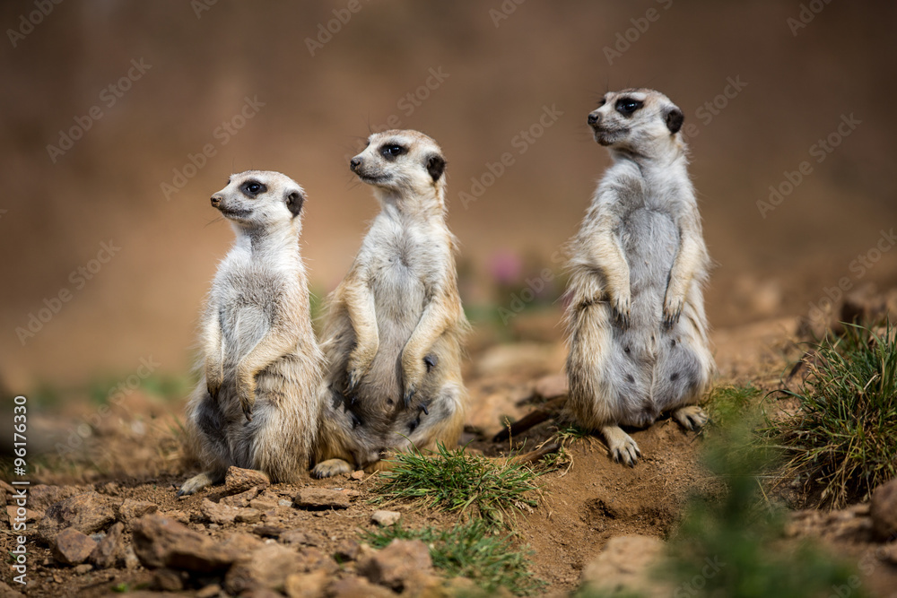 Watchful meerkats standing guard Watchful meerkats standing guard