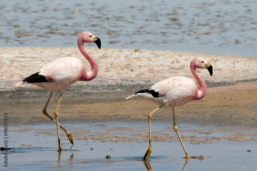 Flamingos - Chaxa Lagoon - Chile