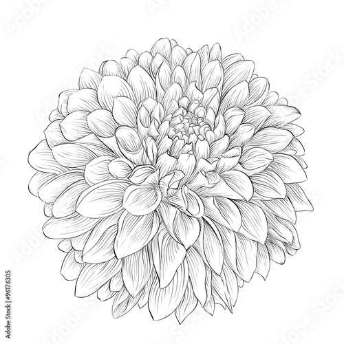 Canvas Print beautiful monochrome black and white dahlia flower isolated on background