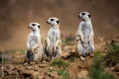 Tela Watchful meerkats standing guard