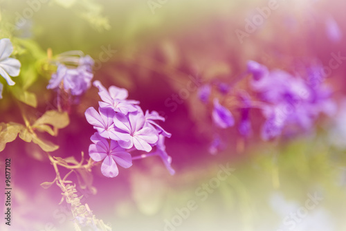 Flower colorful background with bright and blur