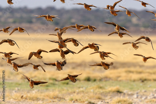 Namaqua sandgrouses in flight © Shumba138