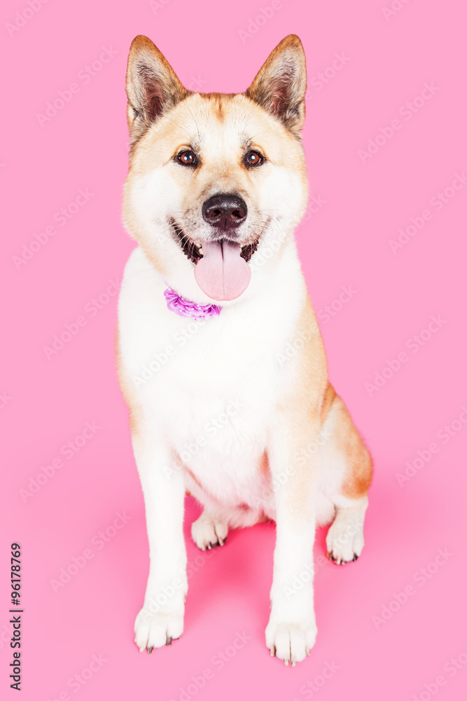 Akita Dog Sitting Over Pink Background