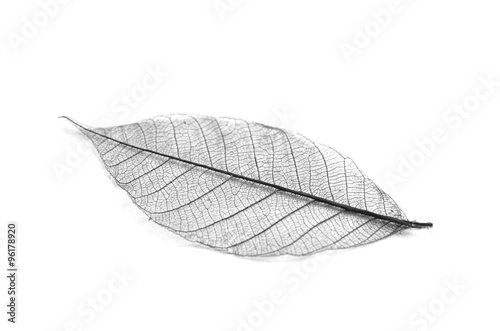 Dry leaf detail texture
