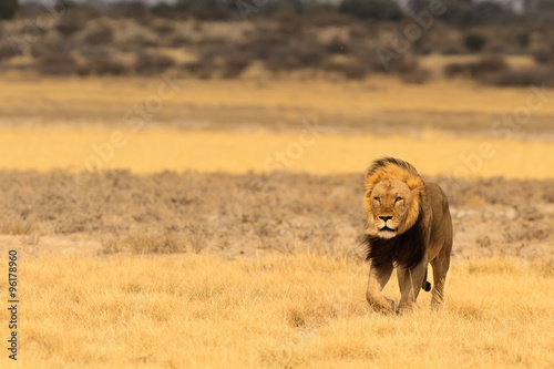 Lion walking across the plain