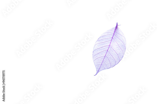 Dry leaf detail texture