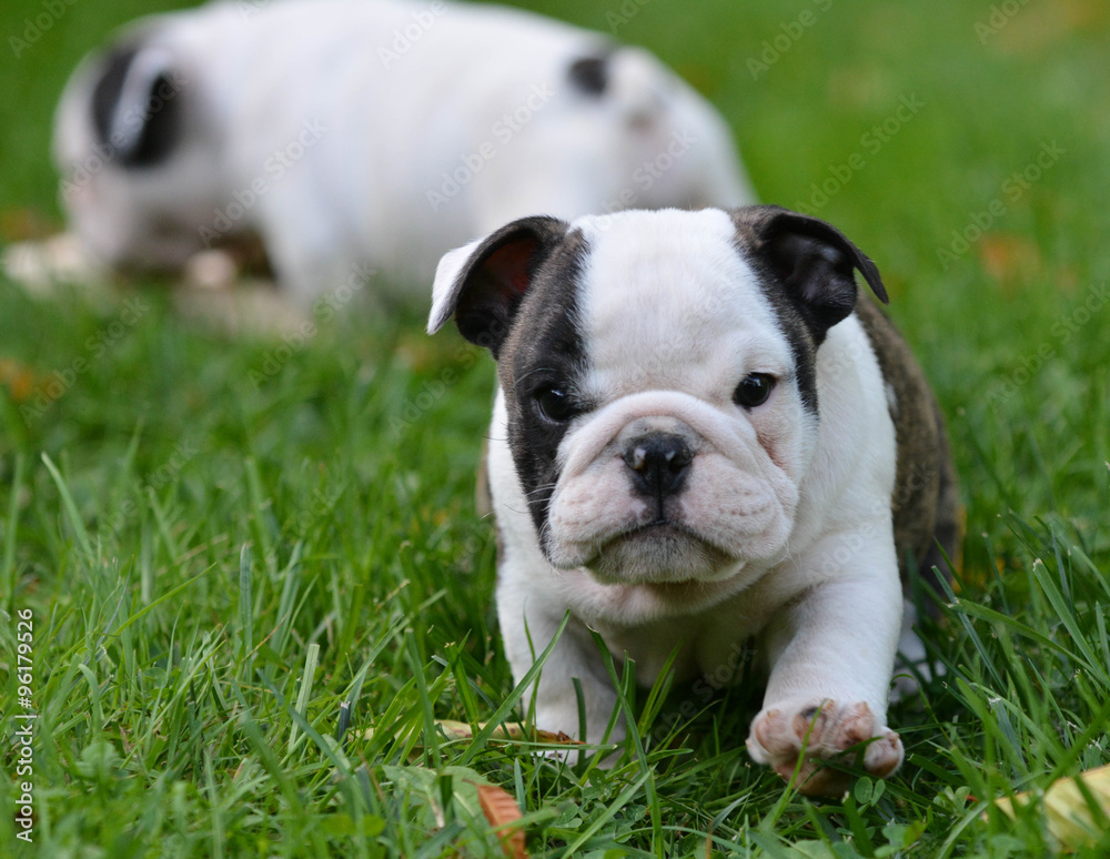 puppy playing outside