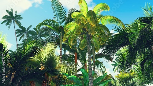 Fototapeta Naklejka Na Ścianę i Meble -  Lush vegetation in jungle