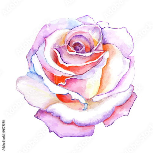 beautiful rose watercolor hand-painted isolated on white background.
