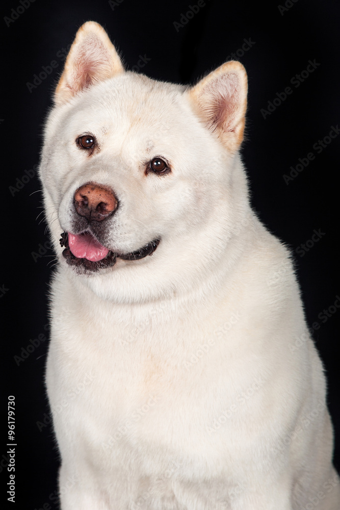 Akita Looking Away Over Black Background Akita Looking Away Over Black Background