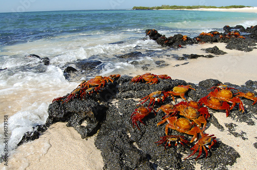 Sally Lightfoot Crabs - Galapagos - Ecuador
