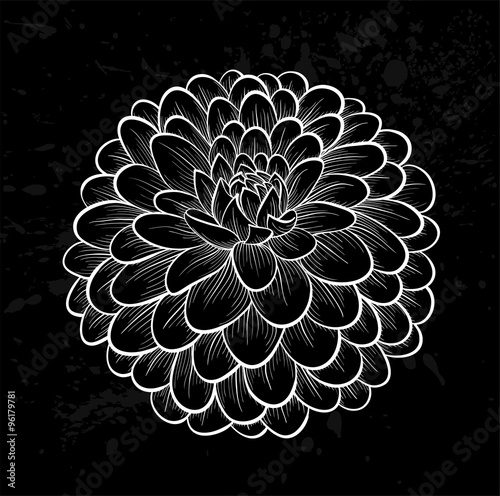 Fototapeta Naklejka Na Ścianę i Meble -  beautiful monochrome black and white dahlia flower