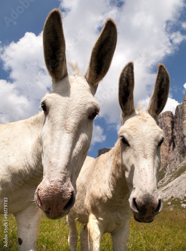 Group of Donkey on mountain in Italien Dolomites © Daniel Prudek