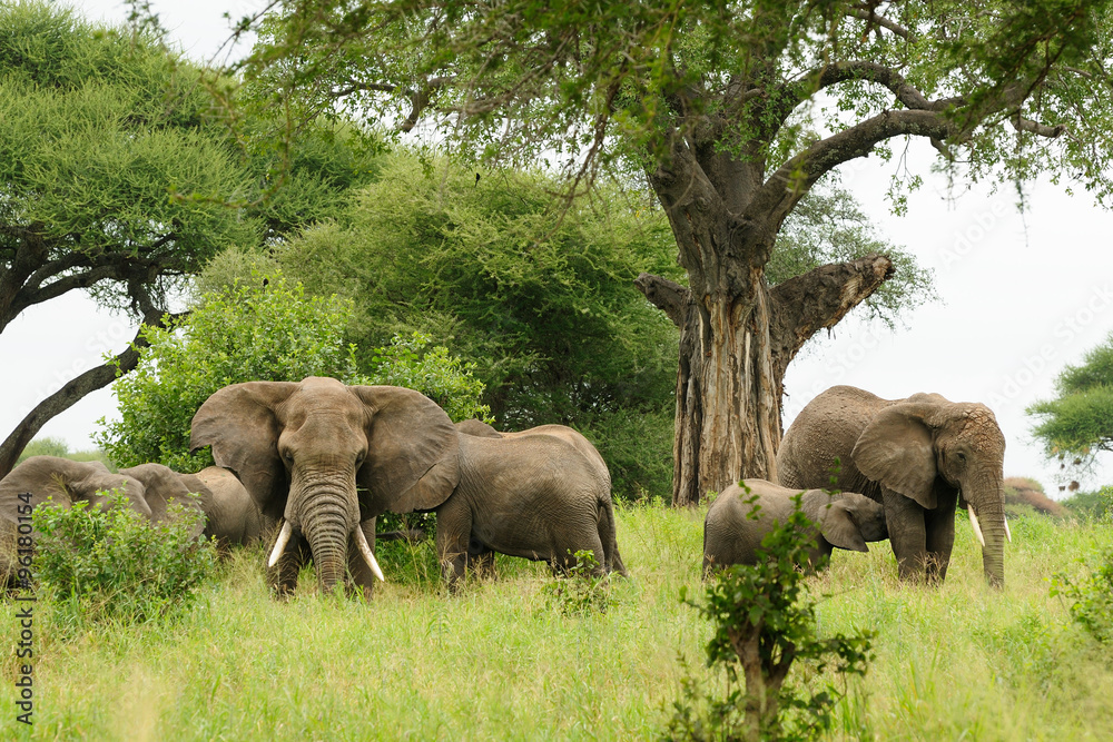 Naklejka premium Elephants family, Africa