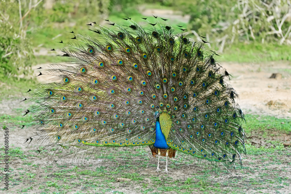 Peacock in Sri Lanka