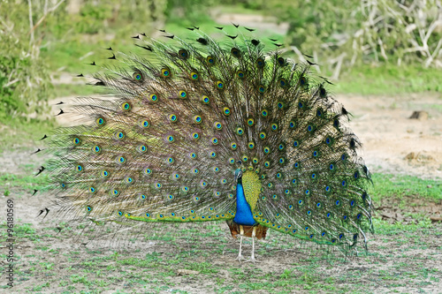 Obraz na płótnie Peacock in Sri Lanka w salonie