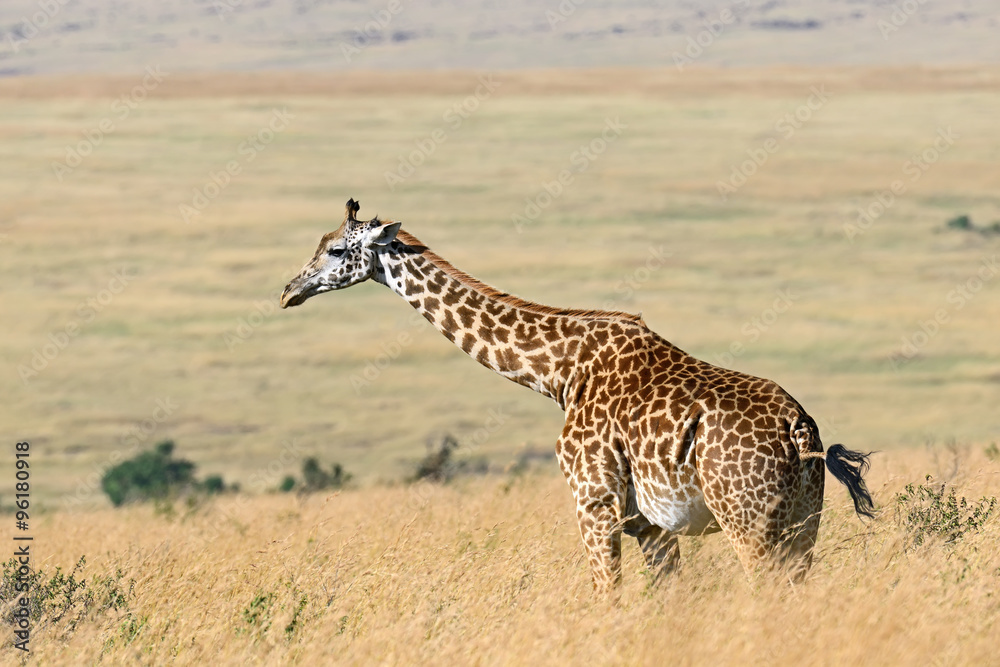 Giraffe in the African savannah Giraffe in the African savannah