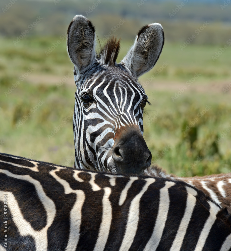 Naklejka premium Zebra in the Masai Mara