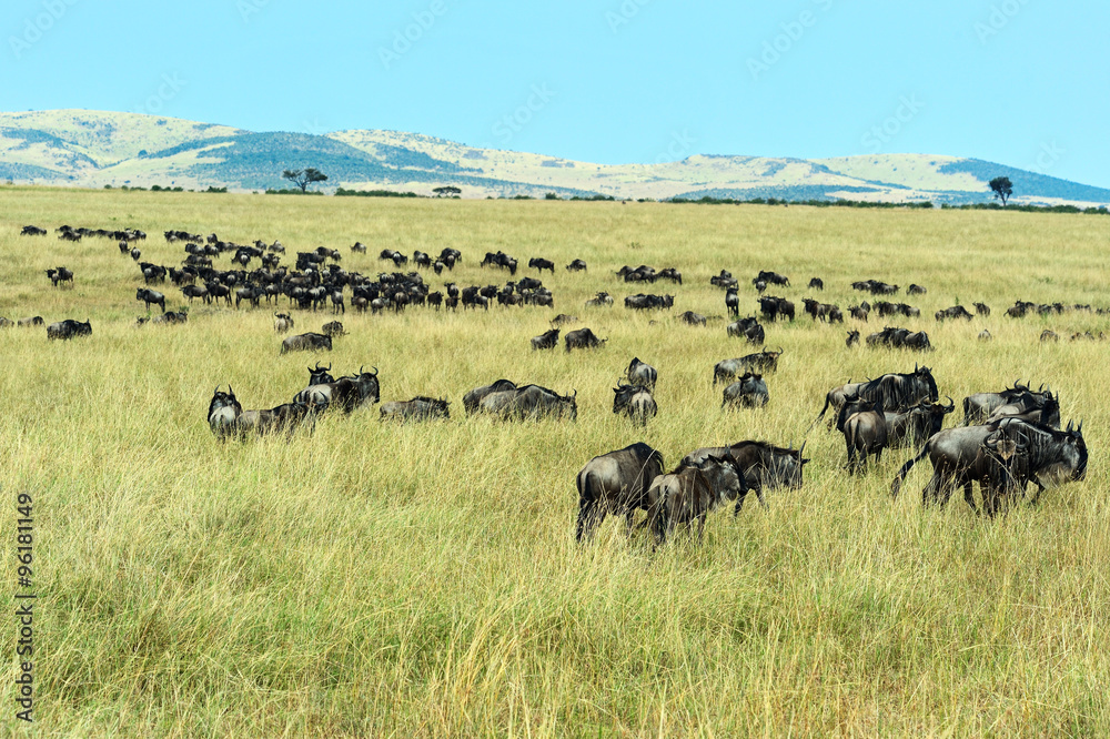 Wildebeest in Masai Mara.