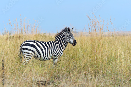 Zebra in the Masai Mara © kyslynskyy