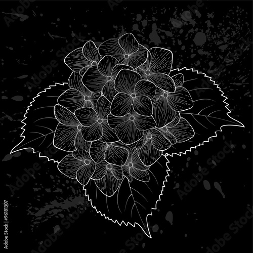 beautiful monochrome, black and white flower hydrangea isolated.