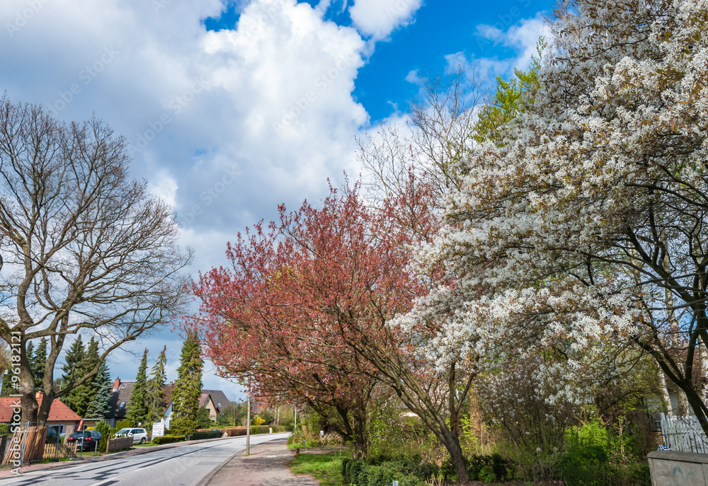 Naklejka premium Blooming trees in springtime against blue sky with white clouds. European garden park scene with trees in spring, perfect for garden blogs, websites, magazine