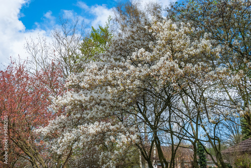 Blooming trees in springtime against blue sky with white clouds. European garden park scene with trees in spring, perfect for garden blogs, websites, magazine photo