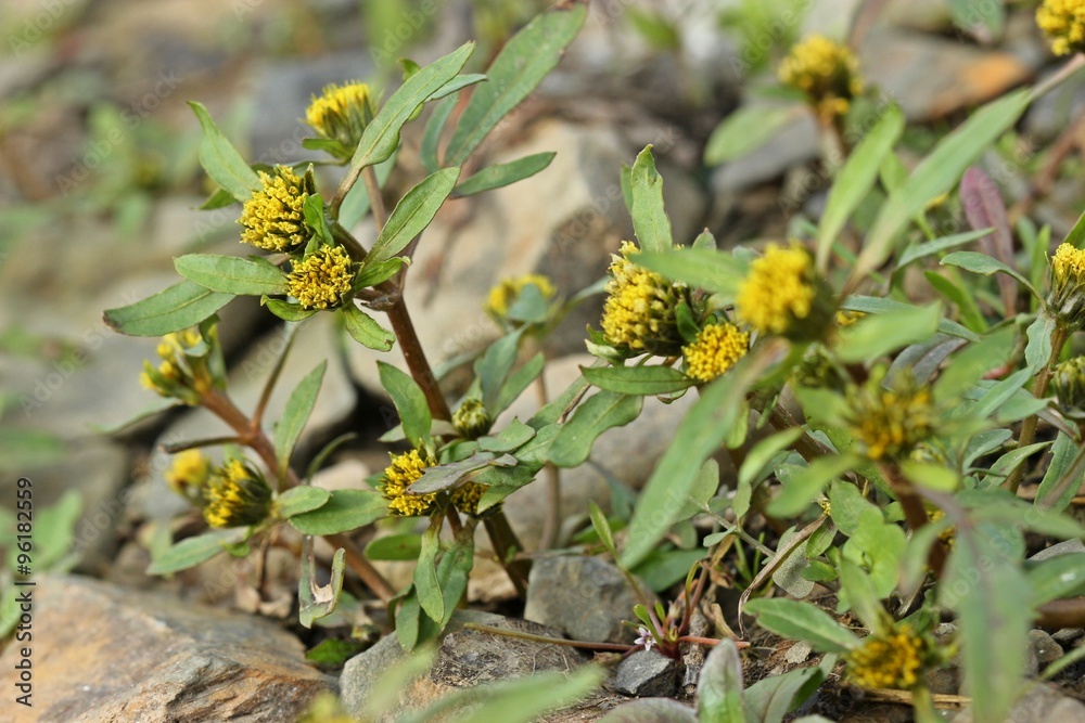 Strahliger Zweizahn (Bidens radiata) Stock Photo | Adobe Stock