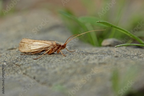 Köcherfliege (Trichoptera) auf Stein  © Schmutzler-Schaub