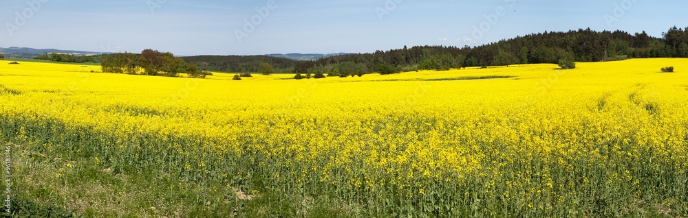 Panoramic view of flowering field of rapeseed
