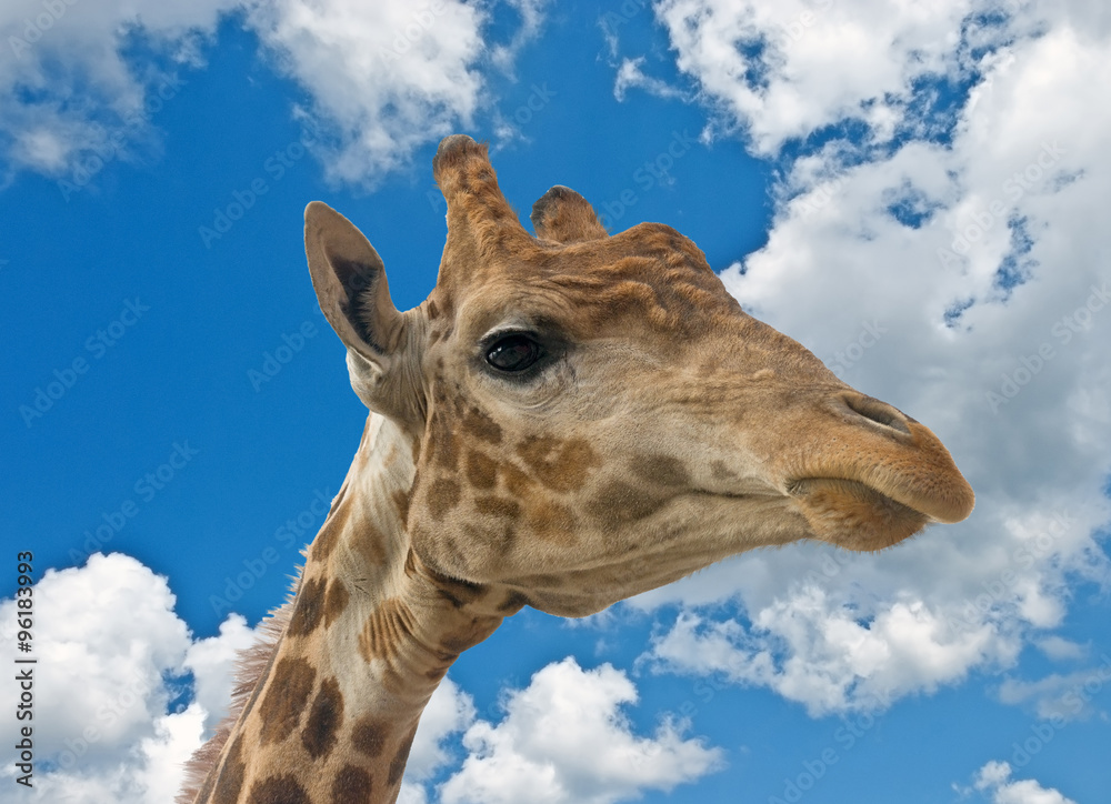 Naklejka premium Giraffe head face