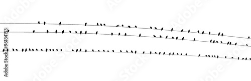 Birds on a wire wide PDK