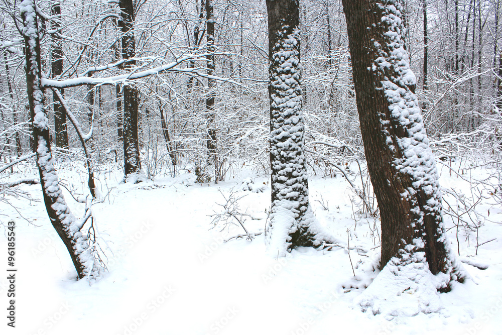 Fototapeta premium Forest covered snow